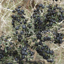 Medlar Organic Dried Goji Berry Black Wolf Berry